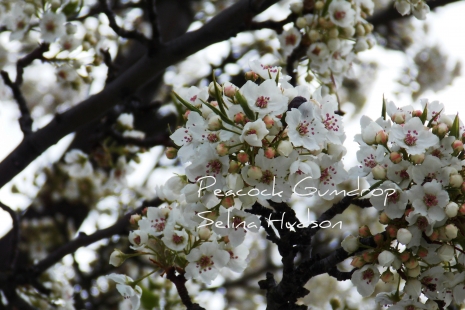 Just Lovely White Flower photo - 8 x 10 frame Print Art Photography